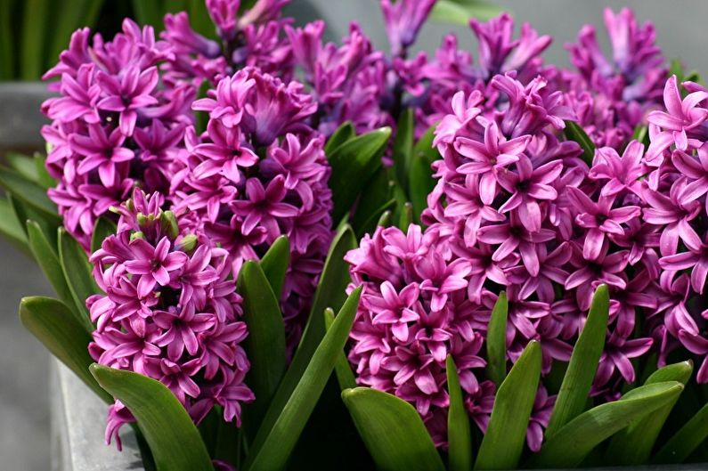 Vytrvalé květiny pro zahradu a léto - Hyacinty