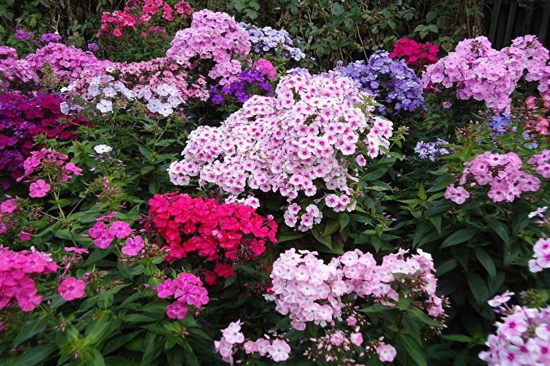 Fleråriga blommor för trädgården och sommaren - Phlox