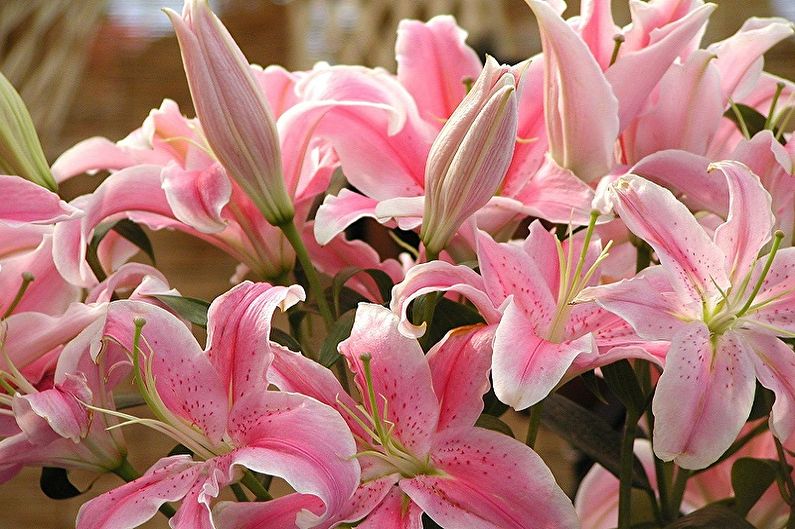 Perennial flowers for the garden and the garden - Lilies