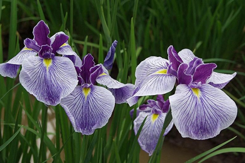 Flores perennes para el jardín y el verano - Iris