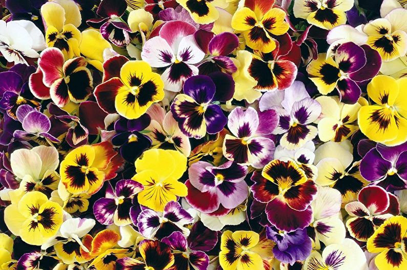 Flori perene pentru grădină și vară - Pansies