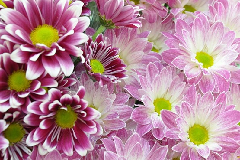 Flerårige blomster for hagen og sommeren - Chrysanthemums