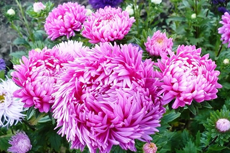 Perennial flowers for the garden and the summer - Asters