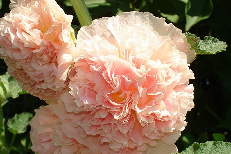 Πολυετή λουλούδια για τον κήπο και το καλοκαίρι - Stockrose