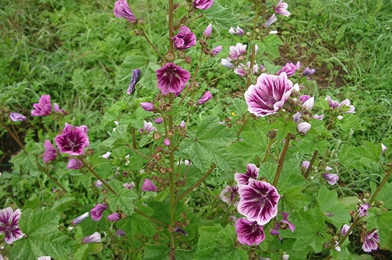 Hoa lâu năm cho khu vườn và mùa hè - Malva Zebrina