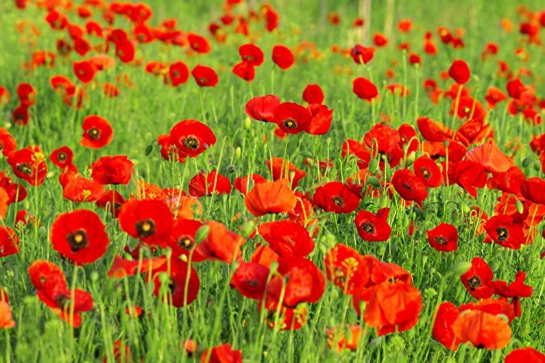 Perennial flowers for the garden and the summer - Persian poppy