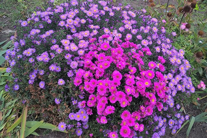 Perennial flowers for the garden and summer - Astra Bush