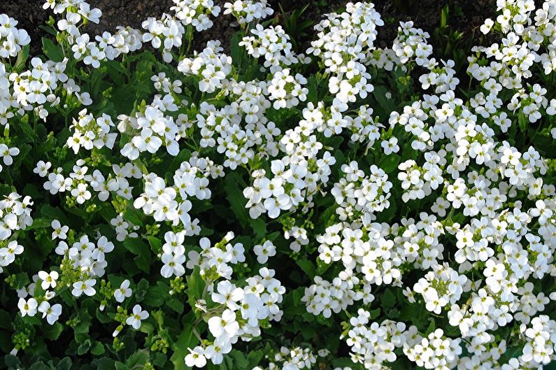 Perennial flowers for the garden and the summer - Arabis