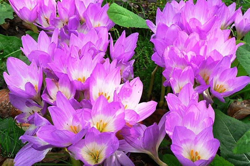 Fleråriga blommor för trädgården och sommaren - Colchicum