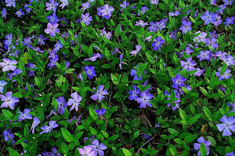 Perennial flowers for the garden and the garden - Periwinkle