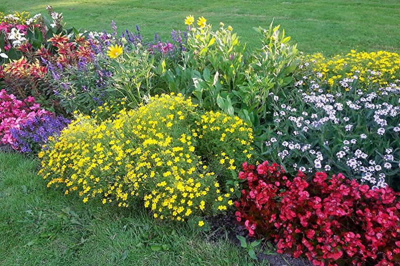 Hur man gör en blomsterbädd av fleråriga blommor för att ge och trädgård