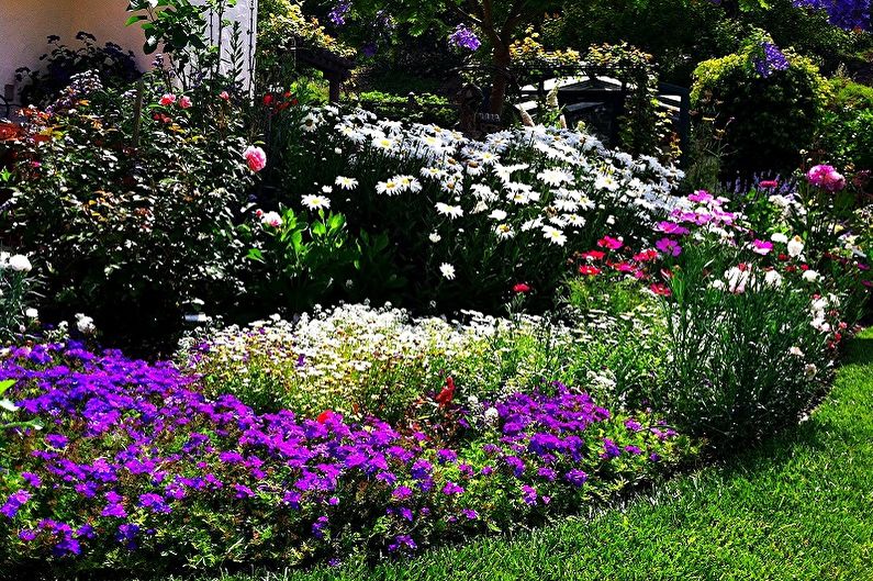 ดอกไม้ยืนต้นสำหรับสวนและสวน - ภาพถ่าย
