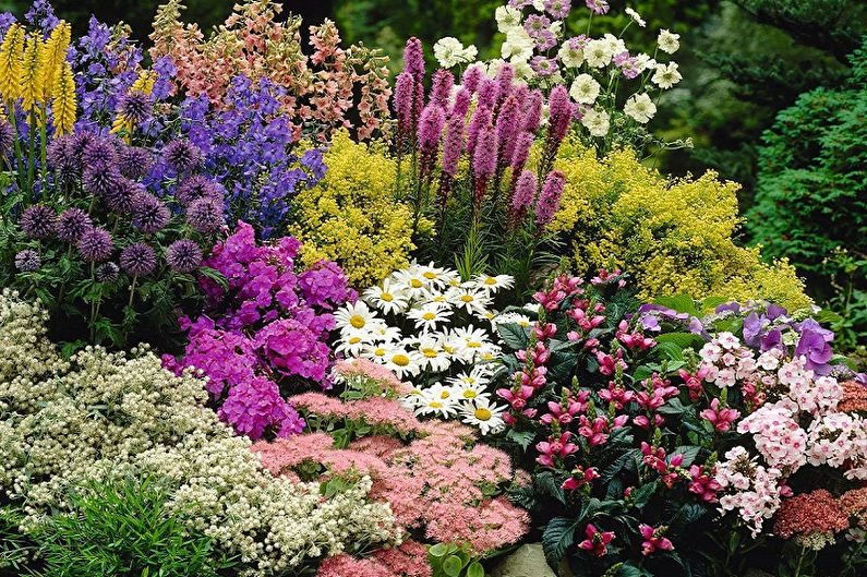 Višegodišnje cvijeće za vrt i vrt - fotografija