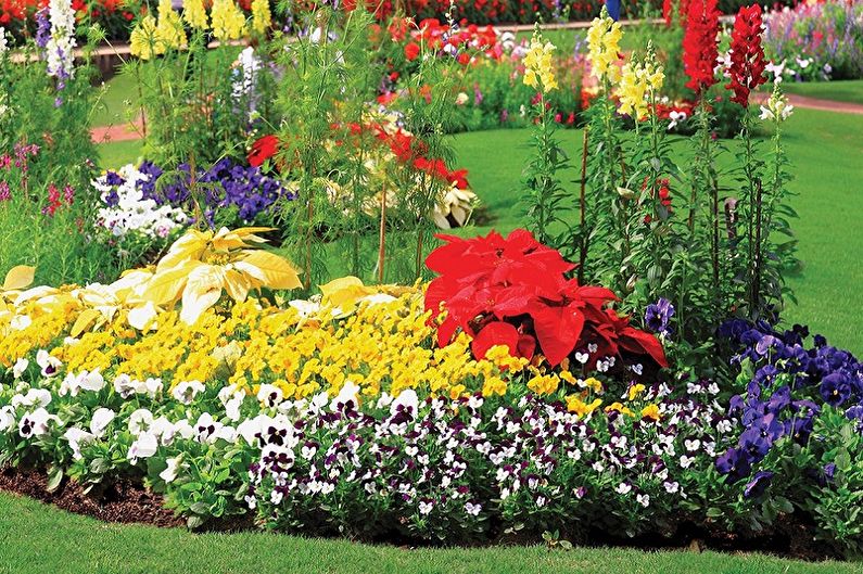 Fleråriga blommor för trädgården och trädgården - foto