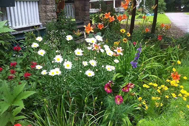 Wieloletnie kwiaty do ogrodu i ogrodu - zdjęcie