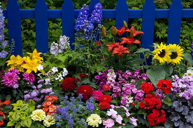 Flori perene pentru grădină și grădină - fotografie