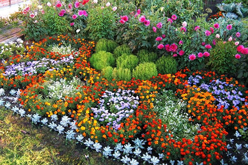 Bunga abadi untuk kebun dan kebun - foto