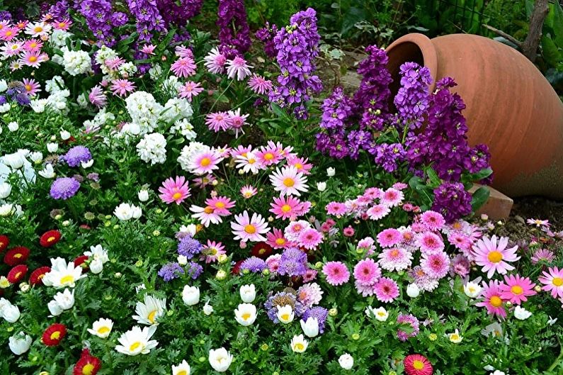 Вишегодишње цвеће за башту и башту - фотографија