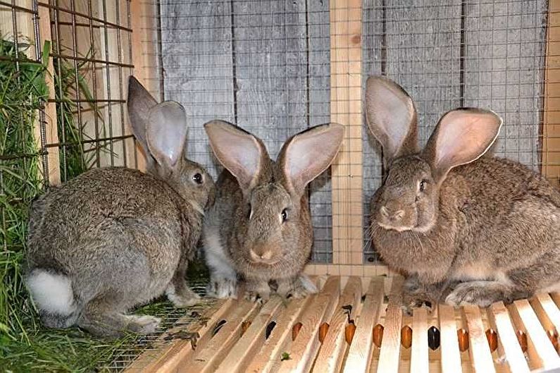 Cages de lapin bricolage (70 photos)
