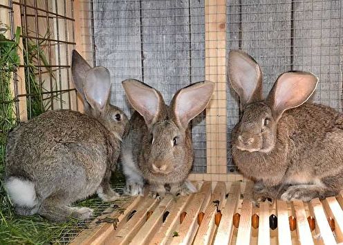 Cages de lapin bricolage (70 photos)