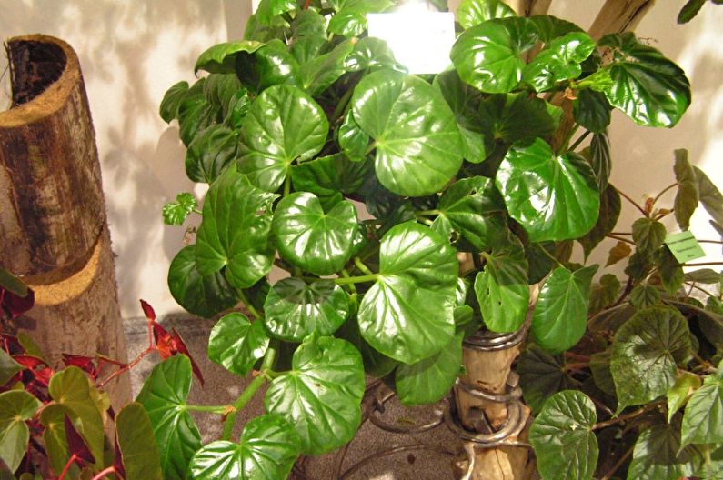Bindweed begonia - fénykép