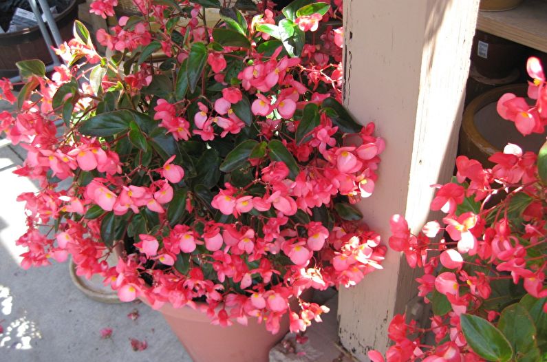 Begonia Care - Luftfeuchtigkeit