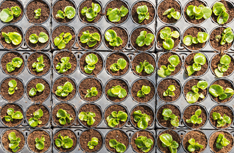 Begonia-forplantning med frø