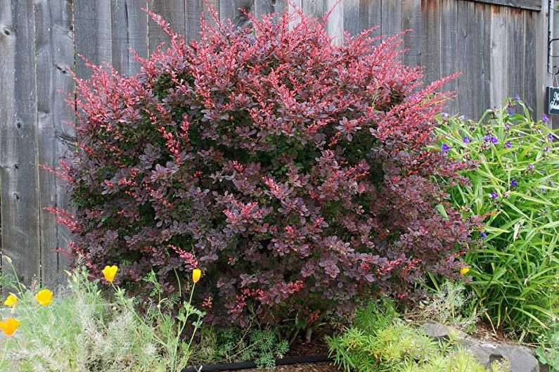 Barberry of Thunberg
