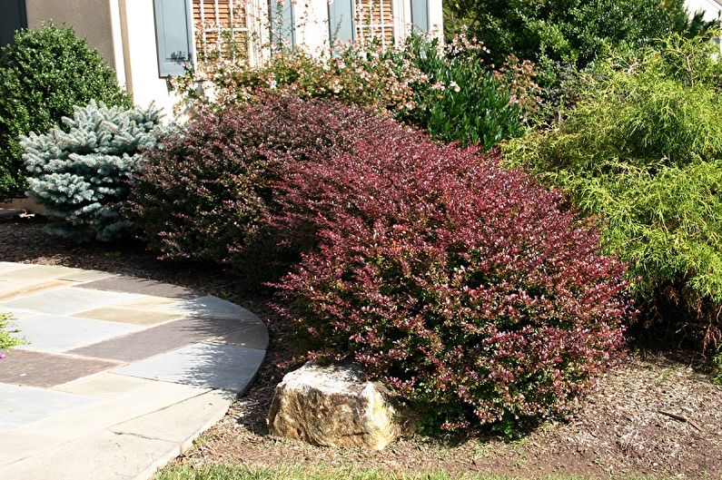 Barberry Care - Belysning