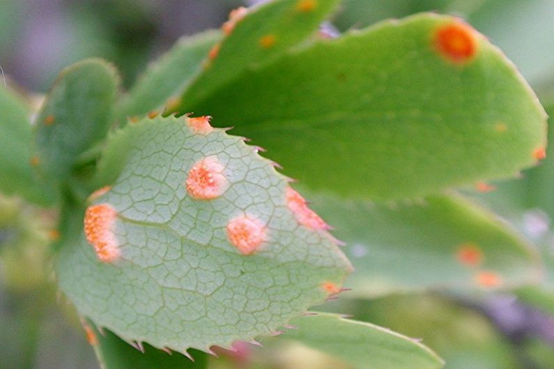 Barberry - Diseases and Pests