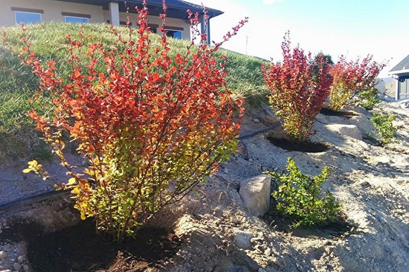 How to transplant barberry