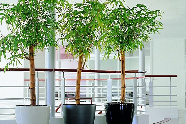 Bambú interior - Vistas principales