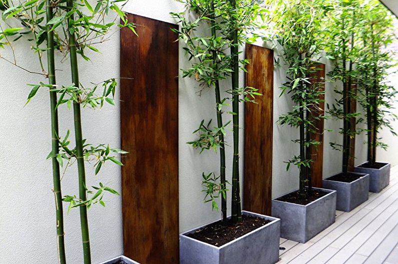 Vnitřní bambus - hlavní pohledy