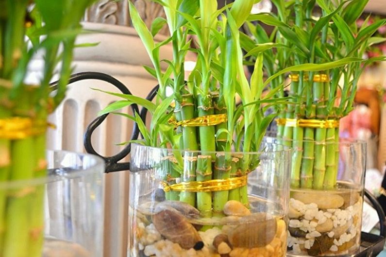 Indoor Bamboo Care - Bewässerung
