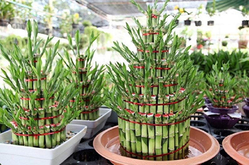 Bamboo Indoor Care - Fertilizantes e Alimentação