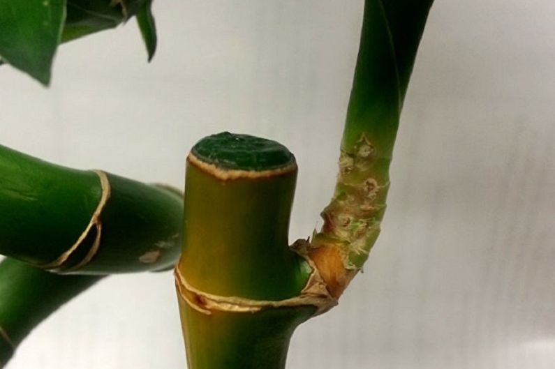 Iekštelpu bambuss - slimības un kaitēkļi