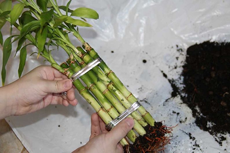 Wie man Indoor-Bambus verpflanzt