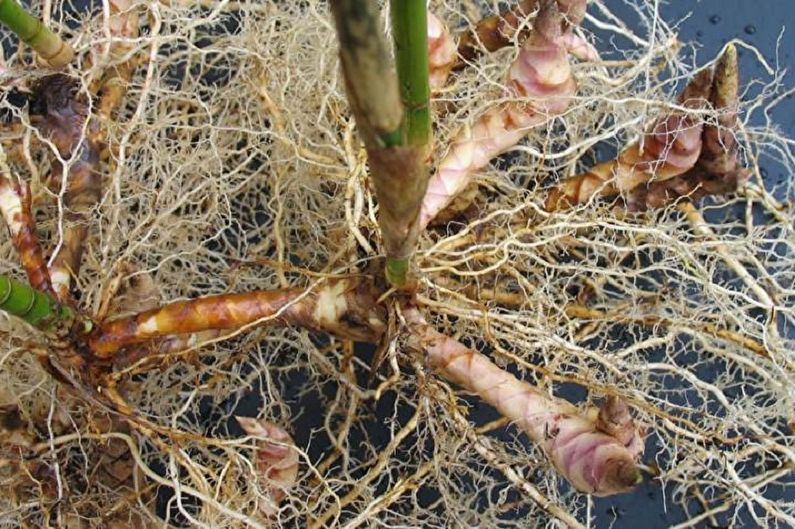 Размножавање затвореног бамбуса дељењем корена