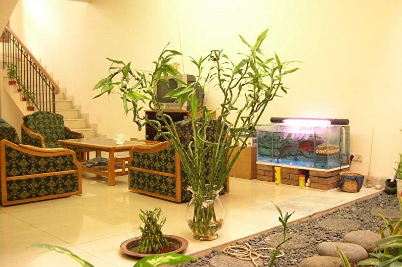 Indoor bamboo - photo