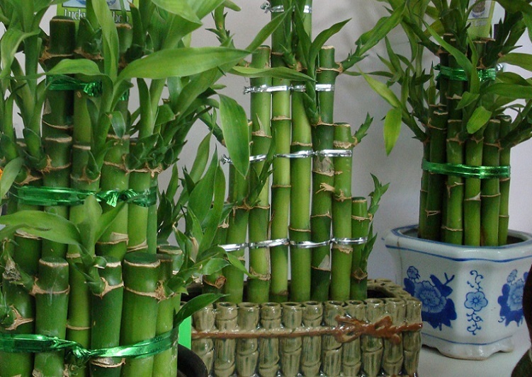 Bambou d'intérieur - photo