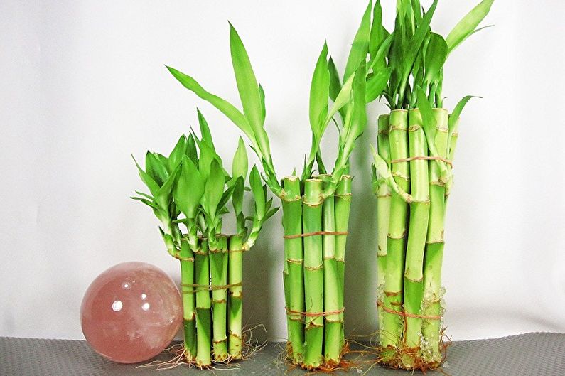 Innendørs bambus - foto