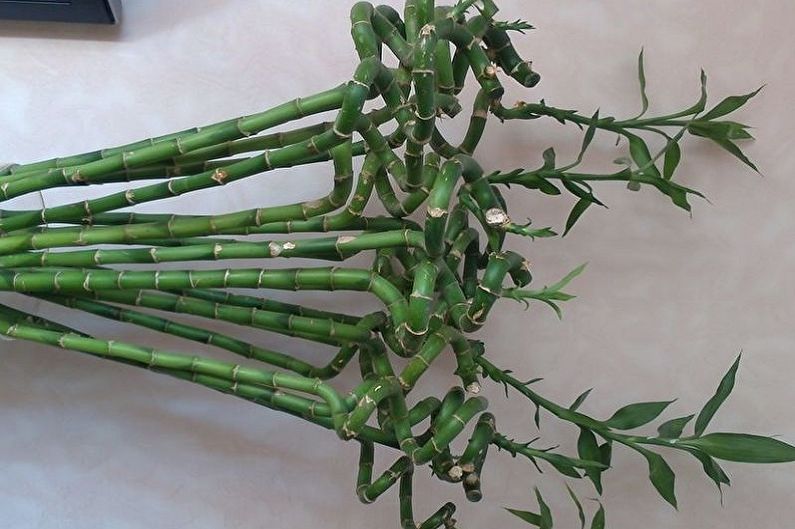 Iekštelpu bambuss - foto