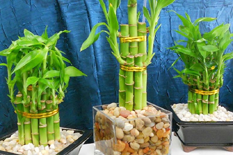 Bambusul interior - fotografie