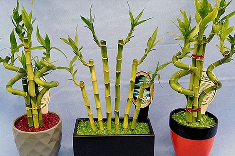 Inomhus bambu - foto