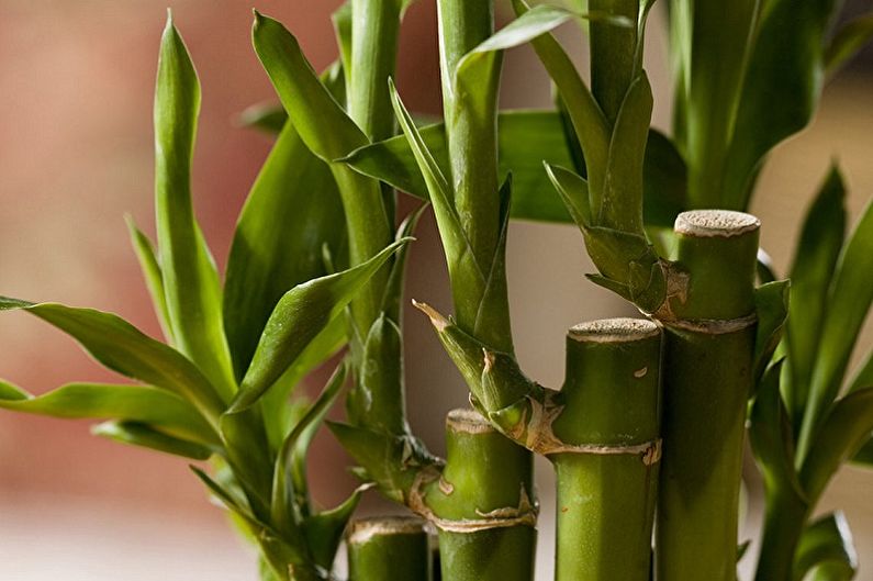 Vnitřní bambus - foto