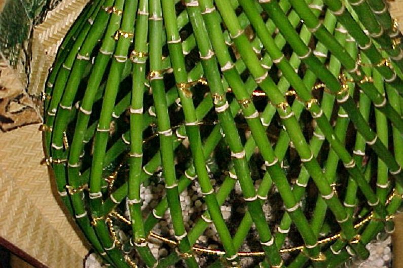 Vnútorný bambus - foto