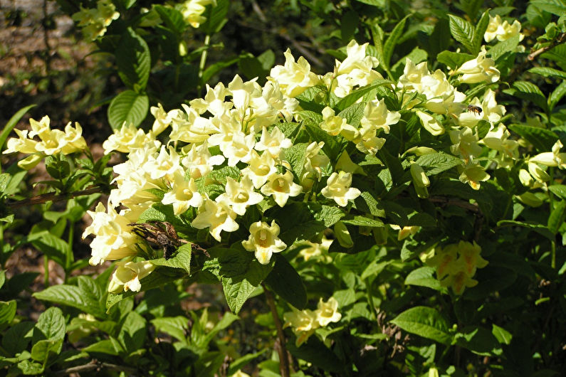Weigela (60 photos): types and care
