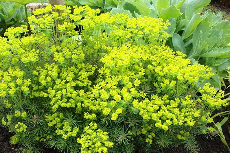 Quelles fleurs ne peuvent pas être conservées à la maison - Euphorbia