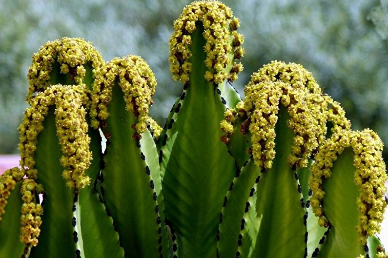 Vilka blommor som inte kan hållas hemma - Euphorbia