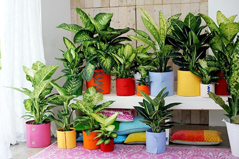 Какво цвијеће не можете чувати код куће - Популарни знакови о нежељеним биљкама у затвореном простору